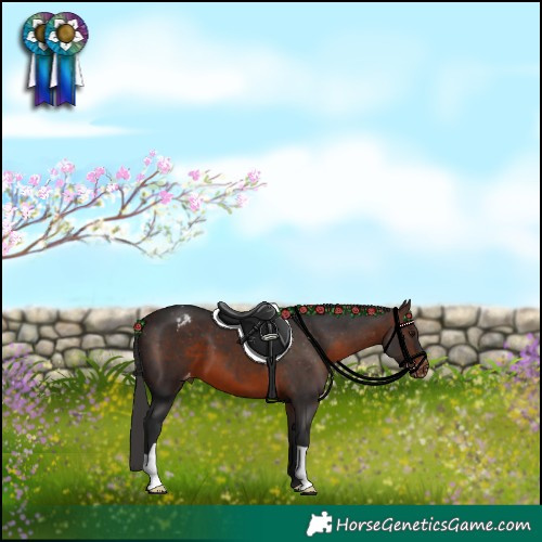 Horse Color:Brown Appaloosa 