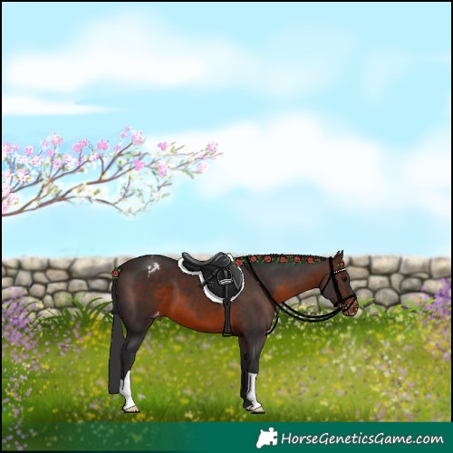 Horse Color:Brown Appaloosa