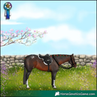 Horse Color:Brown Appaloosa 