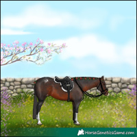 Horse Color:Brown Appaloosa 