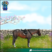 Horse Color:Brown Appaloosa