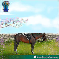 Horse Color:Brown Appaloosa