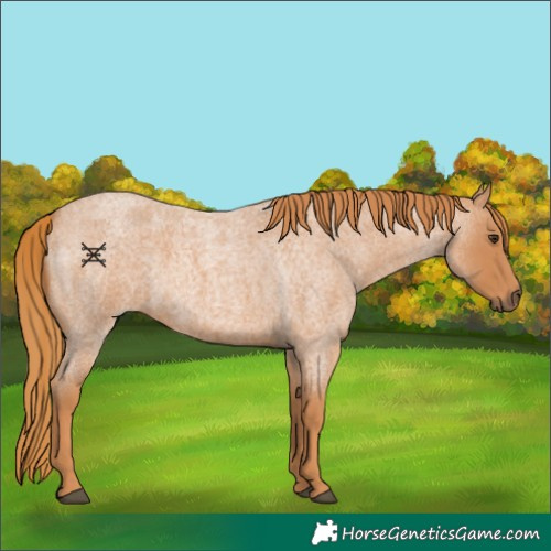 Horse Color:Red Roan 