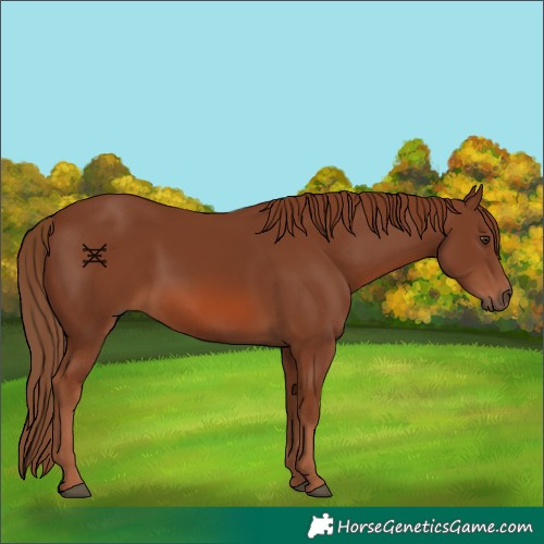 Horse Color:Chestnut 