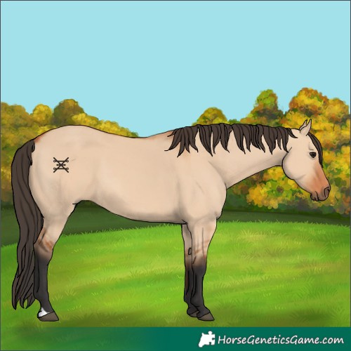 Horse Color:Bay Dun 