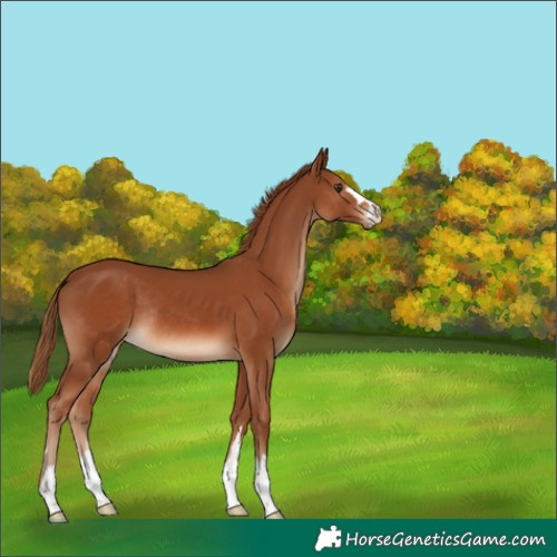 Horse Color:Chestnut Rabicano 