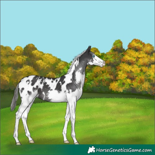 Horse Color:White Spotted Black Mushroom Splash Appaloosa 