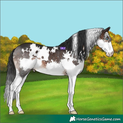 Horse Color:White Spotted Brown Splash 