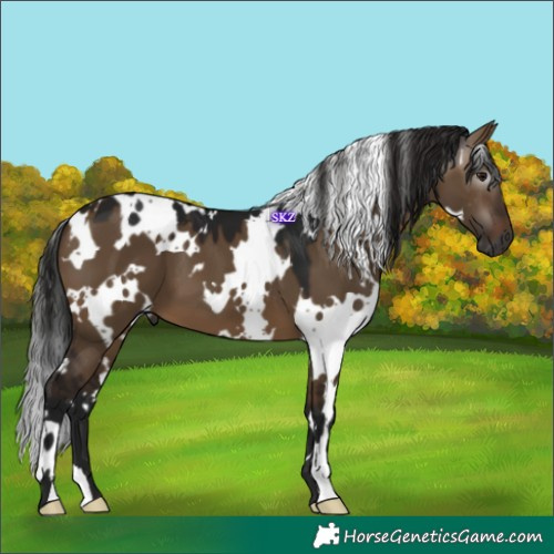 Horse Color:Gray White Spotted Bay Dun 