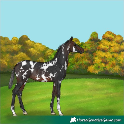 Horse Color:White Spotted Brown Rabicano 
