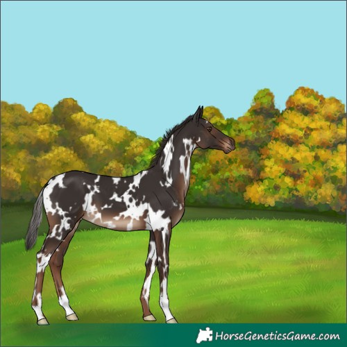 Horse Color:White Spotted Liver Chestnut