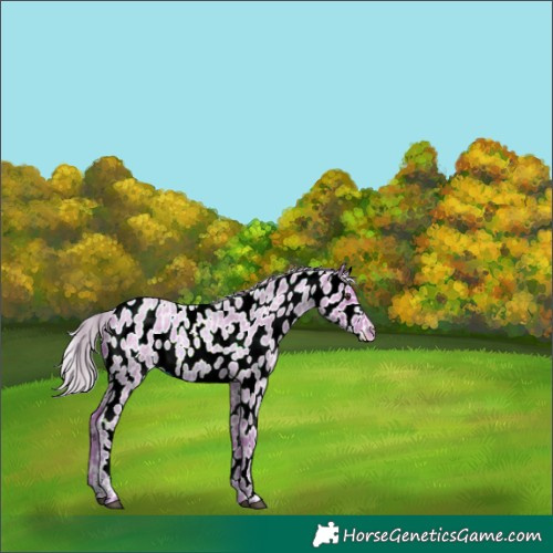 Horse Color:Watercolor Red Roan Appaloosa 
