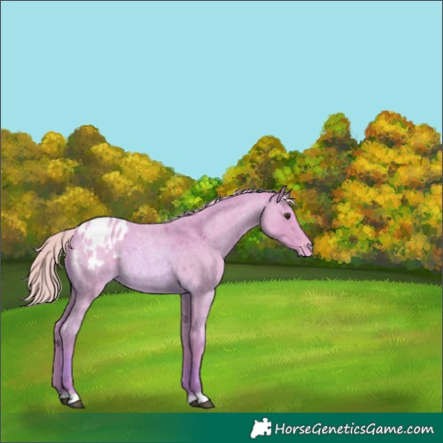Horse Color:Watercolor Red Roan Appaloosa 