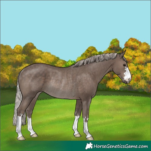 Horse Color:Silver Black Rabicano 