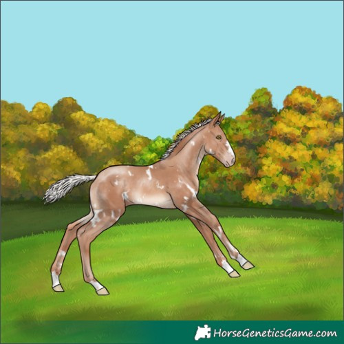Horse Color:White Spotted Silver Sable Champagne 