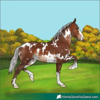 Horse Color:White Spotted Silver Brown 