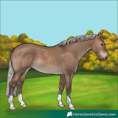 Horse Color:Silver Brown Dun 