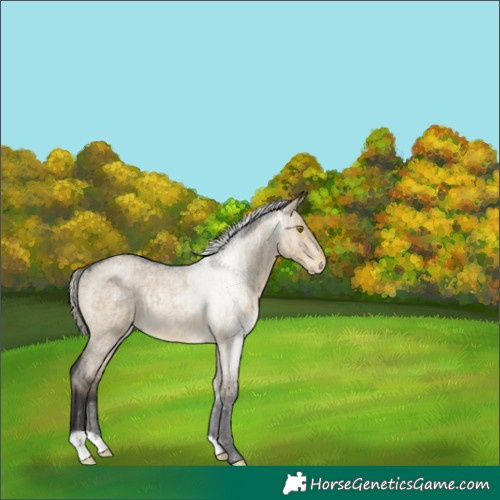 Horse Color:Silver Buckskin Roan Dun Rabicano