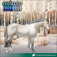 Horse Color:Silver Buckskin Roan Dun Rabicano 