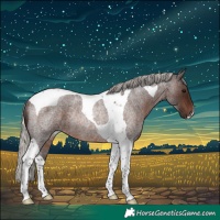 Horse Color:Silver Brown Roan Tobiano Rabicano