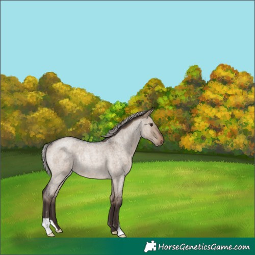 Horse Color:Silver Brown Roan Dun Rabicano 