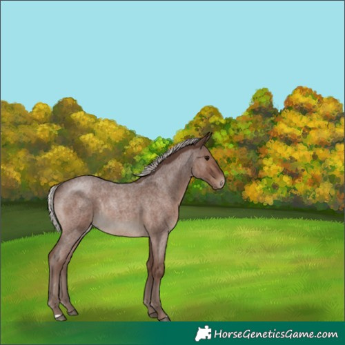 Horse Color:Silver Blue Roan Rabicano