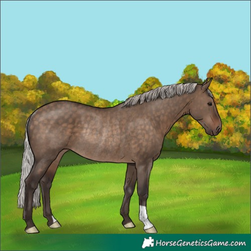 Horse Color:Silver Brown Dun Rabicano