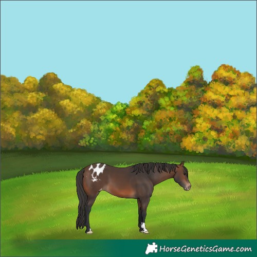 Horse Color:Brown Appaloosa 