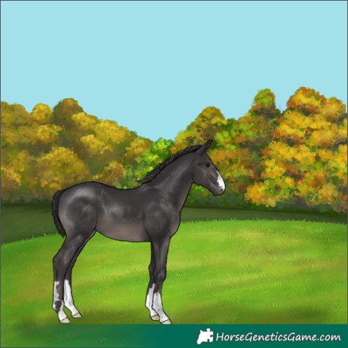 Horse Color:Smoky Black
