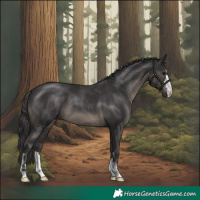 Horse Color:Smoky Black