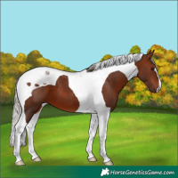 Horse Color:Silver Bay Tobiano