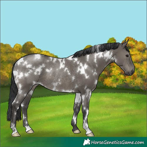 Horse Color:White Spotted Grullo Rabicano 