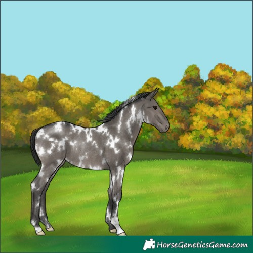 Horse Color:White Spotted Grullo Rabicano