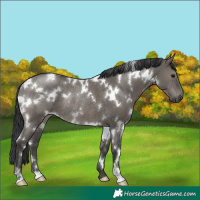 Horse Color:White Spotted Grullo Rabicano