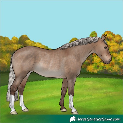 Horse Color:Silver Brown Dun Rabicano