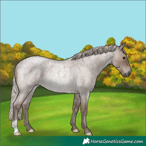 Horse Color:Silver Blue Roan Rabicano 