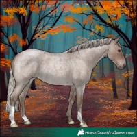 Horse Color:Silver Blue Roan 