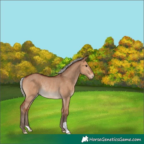 Horse Color:Silver Brown Dun Rabicano 