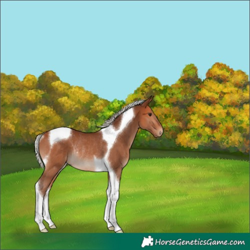 Horse Color:Silver Bay Tobiano Rabicano