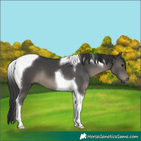 Horse Color:Black Tobiano