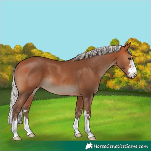 Horse Color:Silver Bay 
