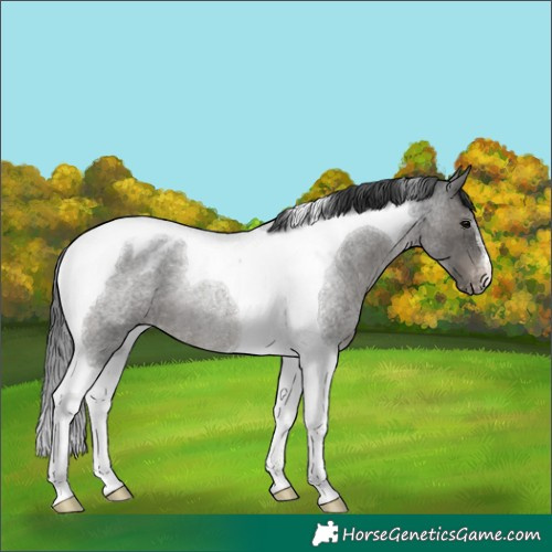 Horse Color:Blue Roan Tobiano Appaloosa Rabicano 