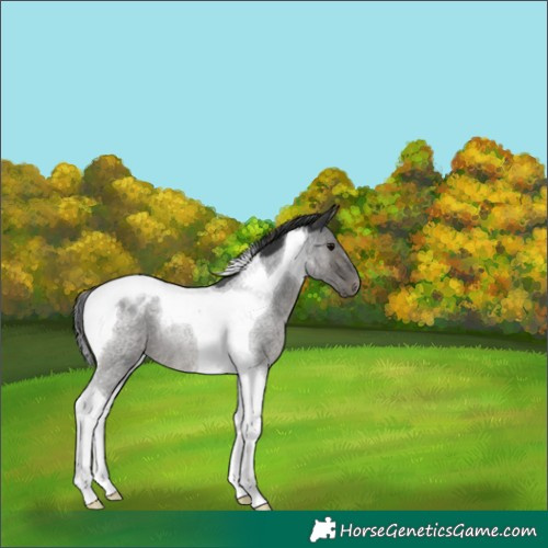 Horse Color:Blue Roan Tobiano Appaloosa Rabicano