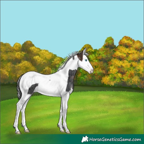 Horse Color:Brown Merle Splash Tobiano