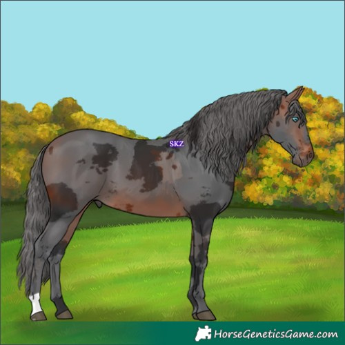 Horse Color:Bay Merle