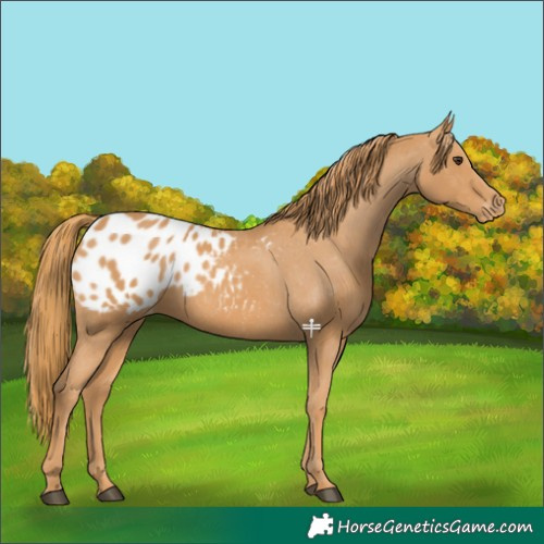 Horse Color:Chestnut Blanket 