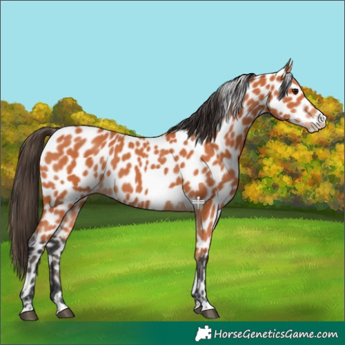 Horse Color:Bay Leopard 