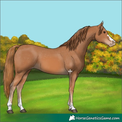 Horse Color:Chestnut Appaloosa 