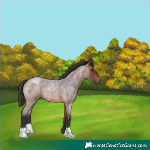 Horse Color:Bay Roan 