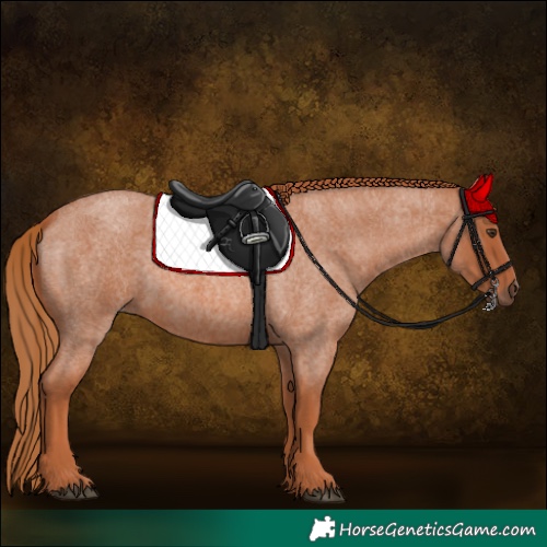 Horse Color:Red Roan Rabicano 